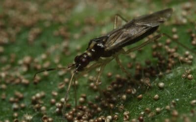 Developing a system’s approach to pest management on greenhouse vegetable crops: mirid predator selection